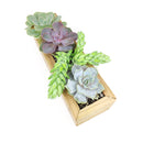 Succulent Gifts &amp; Arrangements For Sale, Succulent Centerpiece for Home Decor, Succulent Birthday Gift