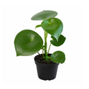 Raindrop-shaped leaves Plant in a 6 inch pot, Houseplants as home decor gifts, Gifts for plant lovers, Buy Peperomia polybotrya Raindrop online