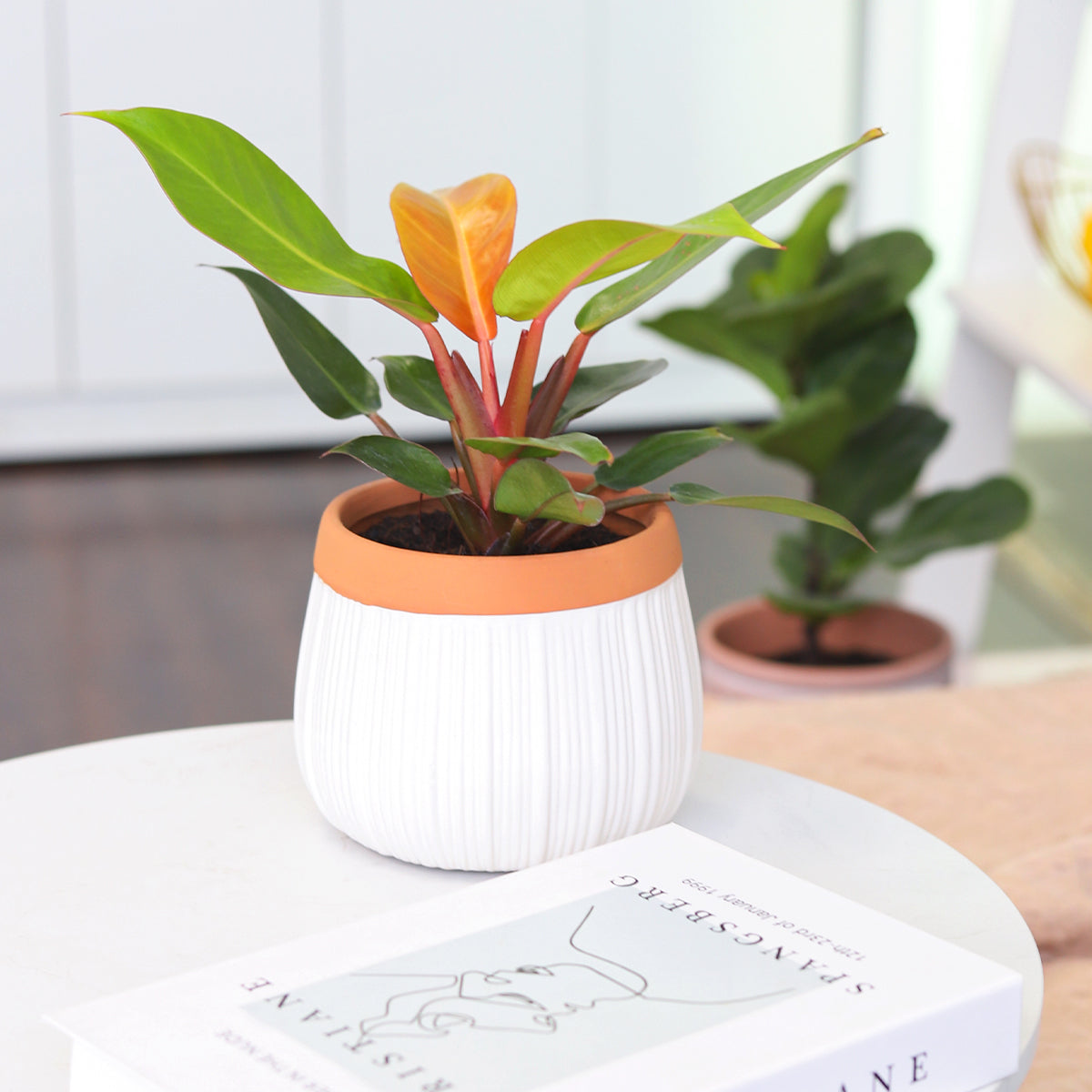 6 inch Cerramic Planter Pot with Drainage Hole for Sale, White Ceramic Pot with Terracotta Color Rim, Decorative Flower Pot with Drainage Hole and Plug, cute plant pot for indoor houseplant