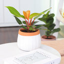 Terracotta Ribbed Pot 6 inch for Succulent &amp; Houseplant, Decorative Flower Pot with Drainage Hole and Plug, White Ceramic Pot with Terracotta Color Rim, 6 inch Cerramic Planter Pot with Drainage Hole for Sale