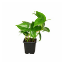 Philodendron Cordatum, philodendron cordatum care, cordatum philodendron, caring for an philodendron cordatum