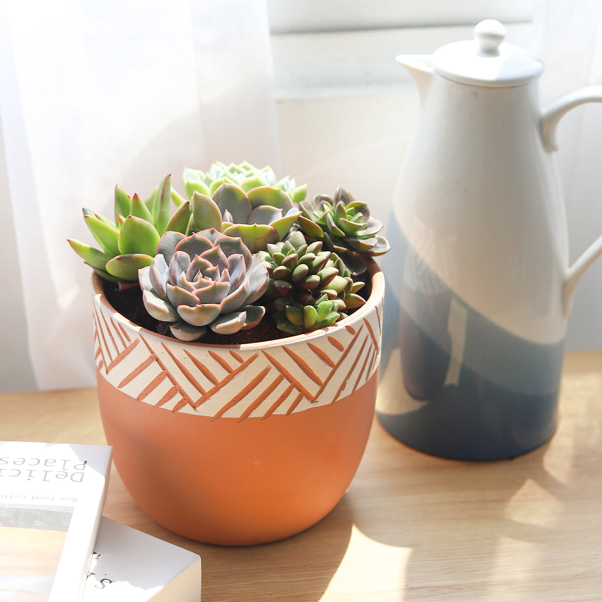 rosette succulents, colorful succulents, stunning succulent arrangement for home and office decor, unique succulent plants