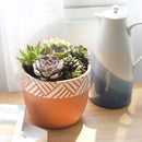 Buy succulent arrangement online, Succulent centerpieces ideas, Succulent wedding favors, Succulent Gift Ideas For Succulent Lovers