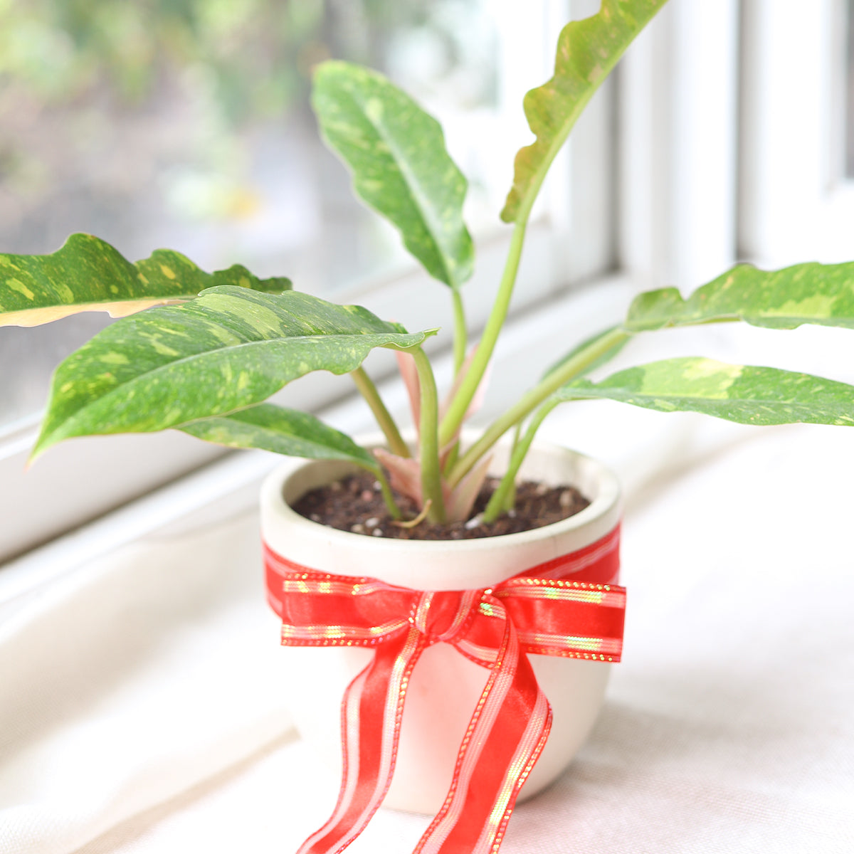 Philodendron Ring of Fire Houseplants for Sale Online, Houseplant Gift Decor Ideas