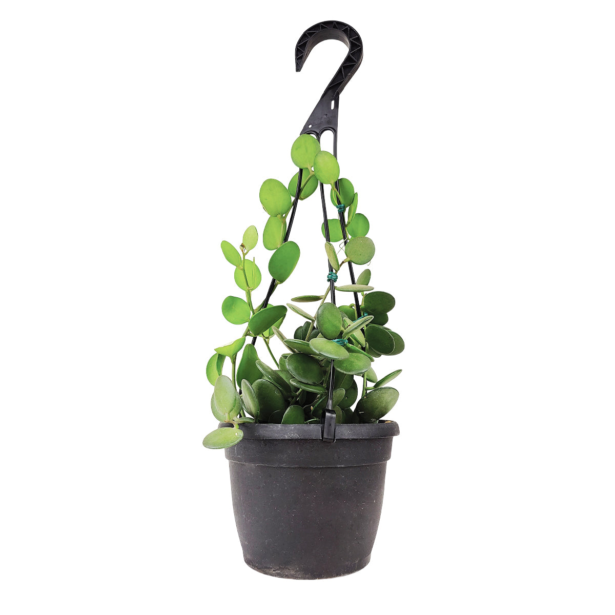 succulent that grows like a vine Xerosicyos danguyi 'Silver Dollar Vine' - Rare Succulent - Indoor Plant
