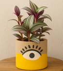 decorative pots for succulents, indoor cactus plant pots, pots for cactus and succulents, buy small ceramic pots online