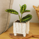 3 inch Square Speckled Footed Pot