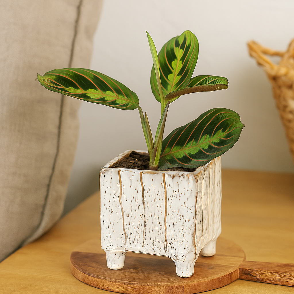 3 inch Square Speckled Footed Pot for sale, Decorative Ceramic Pot, small ceramic pots for sale