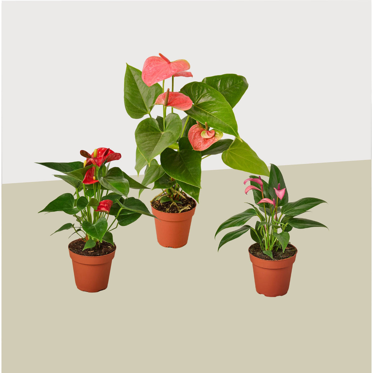 4" pot 3 anthurium variety pack- all different colors - 4" pots live plant for sale, multi-color collection of red pink and white waxy spathes, smooth deep green glossy leaves, easy care year-round flowering houseplant, tropical humidity-loving rainforest native, perfect for brightening a bathroom kitchen or office corner, an elegant and thoughtful gift set for any occasion