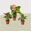 buy 3 anthurium variety pack- all different colors - 4" pots live plant 4" pot online, three distinct anthurium colors in one curated set, heart-shaped flowers with upright spadix in varied vivid hues, slow-growing compact form ideal for shelves and plant stands, nasa-recognized air-purifying tropical variety, stunning modern decor accent for living rooms and workspaces, a vibrant gift trio sure to delight any plant enthusiast