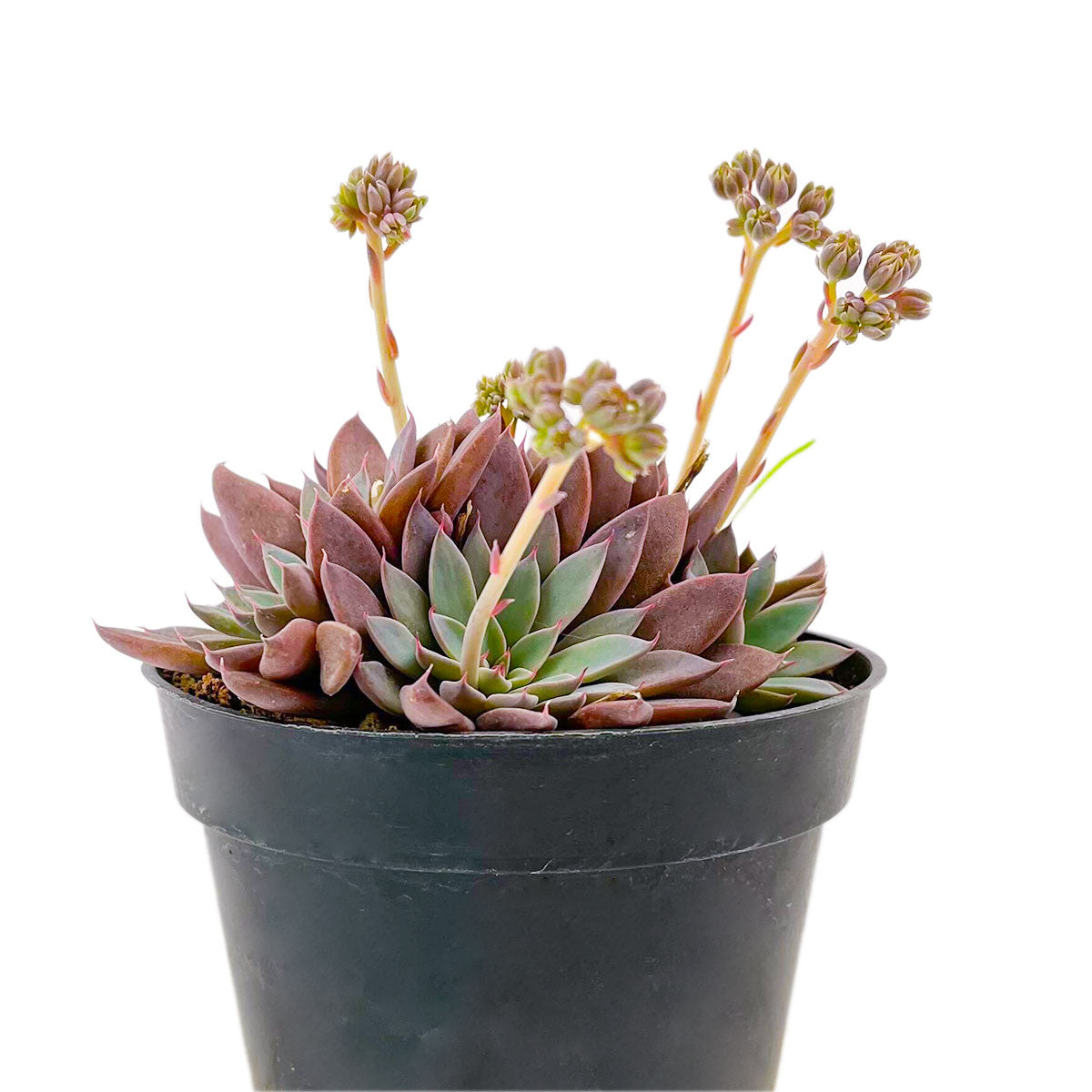 Adorable pink rosette succulent for sale, Echeveria Rusby 4 inch Pot for Sale Online, Colorful Succulents for Wedding Favors, Live Unique Succulent Gift Ideas