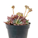 Perfectly Pink Succulents to Grow, Echeveria Rusby Pink Succulent 4 inch for Sale, Buy Buy Rosette Shaped Succulents, Succulent Weddings &amp; Event Favors