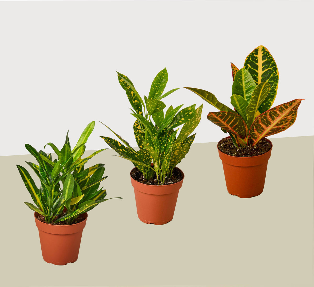 4" pot 3 croton variety pack / 4" pot / live plant / house plant live houseplant for sale, displaying dramatically variegated broad and narrow leaf shapes, fiery red orange and yellow veining on deep green foliage, compact bushy tropical growth habit, humidity-loving indoor specimen, tropical decor accent for bright sunny rooms, an exciting trio gift for home gardeners