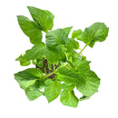 tomato plant nursery near me, tomato plant nursery near me, best place to buy tomato plants near me