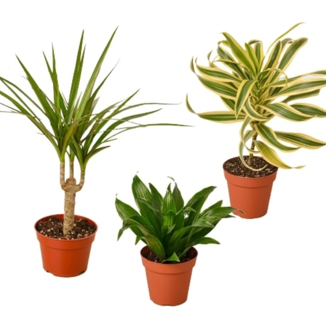 buy 3 different dracaenas variety pack - 4" pot live houseplant 4" pot online, striking variegated strap-like foliage in multiple colors and textures, upright architectural growth habit, low-light tolerant tropical leaves, air-purifying easy-care houseplant, bold floor-level statement plant for living rooms or offices, makes a thoughtful gift set for beginner plant lovers