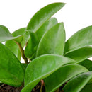Buy Hoya Carnosa live plant online, Hoya carnosa wax plant with thick green leaves close up, Hoya carnosa hanging plant easy care indoor vine, Hoya carnosa classic wax plant for collectors