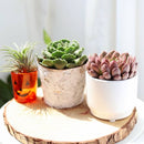 Birch Pot Small Size for Sale Online, Decorative Succulent Planter for Home Office Decor, Succulent Airplant Display Ideas