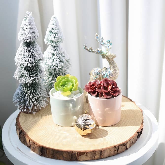 Coral Modern Cylinder Pot for sale, Decorative pots for small succulents, Christmas Holiday Plant Pot Decor Ideas