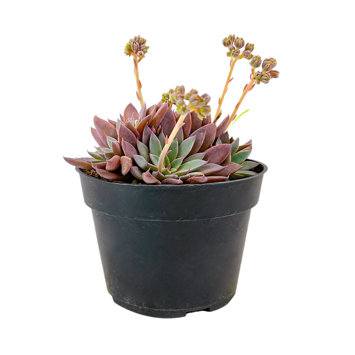 Perfectly Pink Succulents to Grow, Echeveria Rusby Pink Succulent 4 inch for Sale, Buy Buy Rosette Shaped Succulents, Succulent Weddings &amp; Event Favors