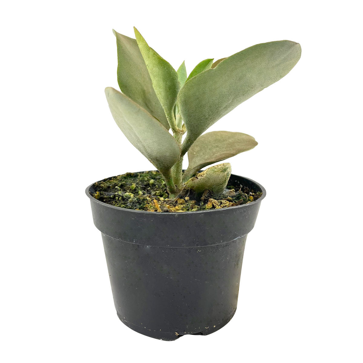 succulent with brown stem Copper Spoons Kalanchoe | Unique Succulent Plant to Grow