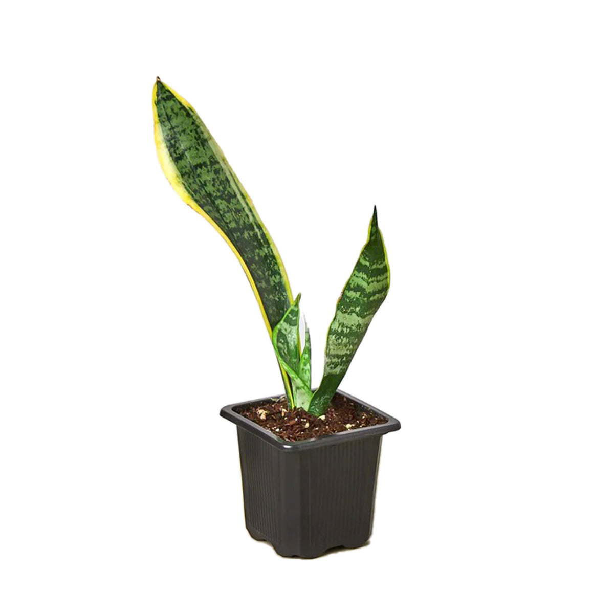 best place to buy outdoor plants online, Snake Plant Sansevieria Laurentii 6 inch, Snake Plant Sansevieria Laurentii 6 inch for sale, buy Snake Plant Sansevieria Laurentii online