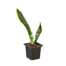 best place to buy outdoor plants online, Snake Plant Sansevieria Laurentii 6 inch, Snake Plant Sansevieria Laurentii 6 inch for sale, buy Snake Plant Sansevieria Laurentii online
