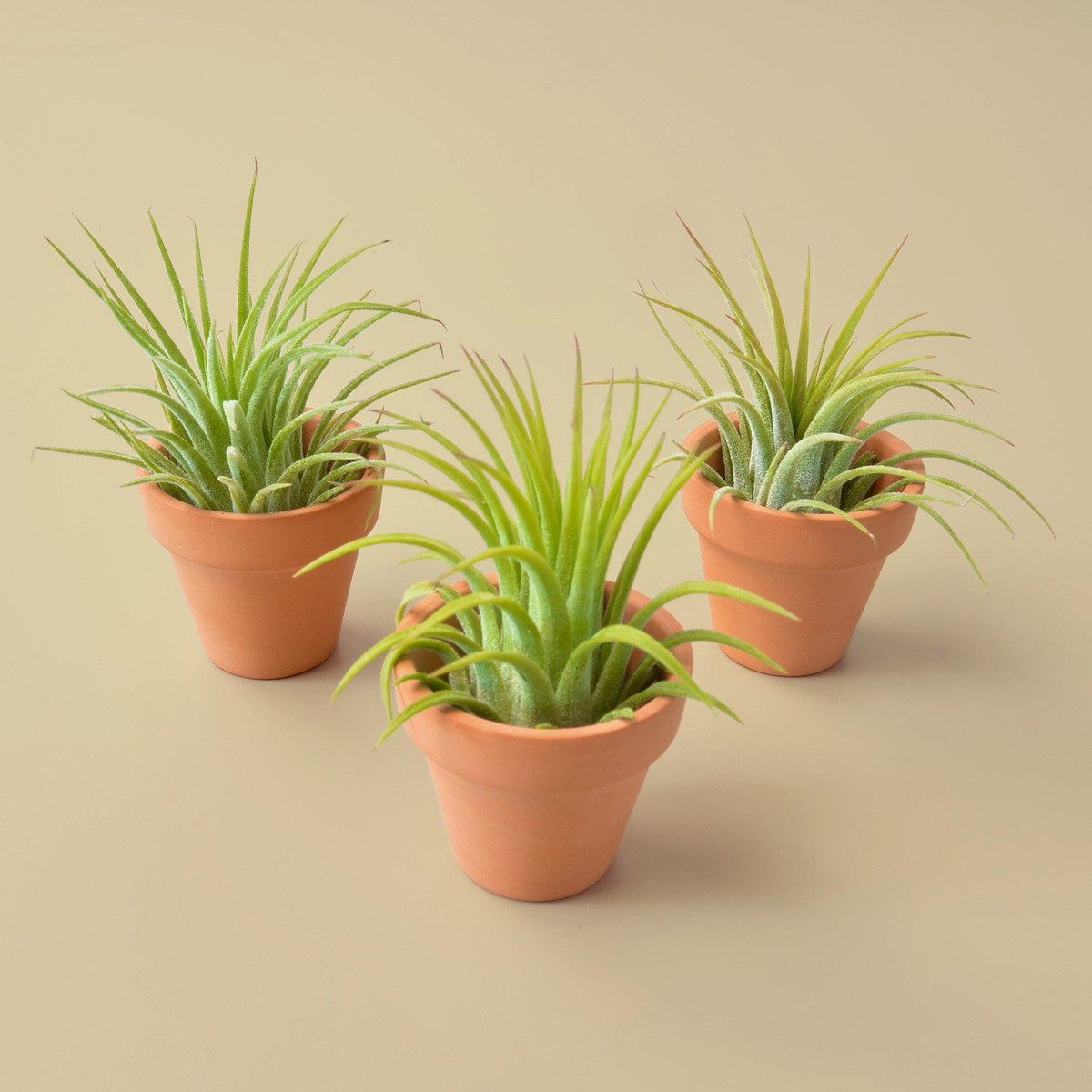 3 Ionantha Air Plants with Mini Terra Cotta Pots, Easy Care Houseplants, Air Plant Gift Set, Plant Gifts for Beginners, Office Desk Plant