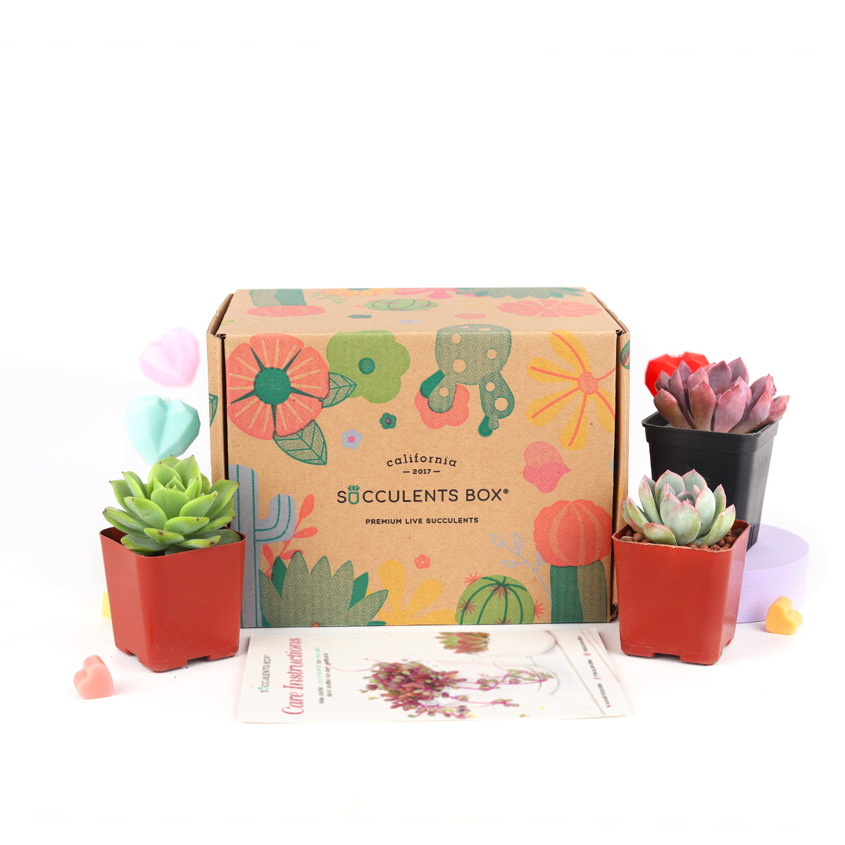 succulent a month club Live Succulent and Cactus Subscription Box Monthly | Succulent Gift Decor Ideas