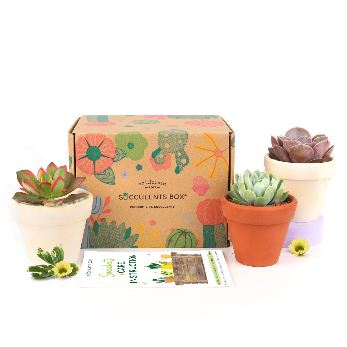 Succulent Subscription Boxes, Succulents Box Monthly, Succulents for Sale