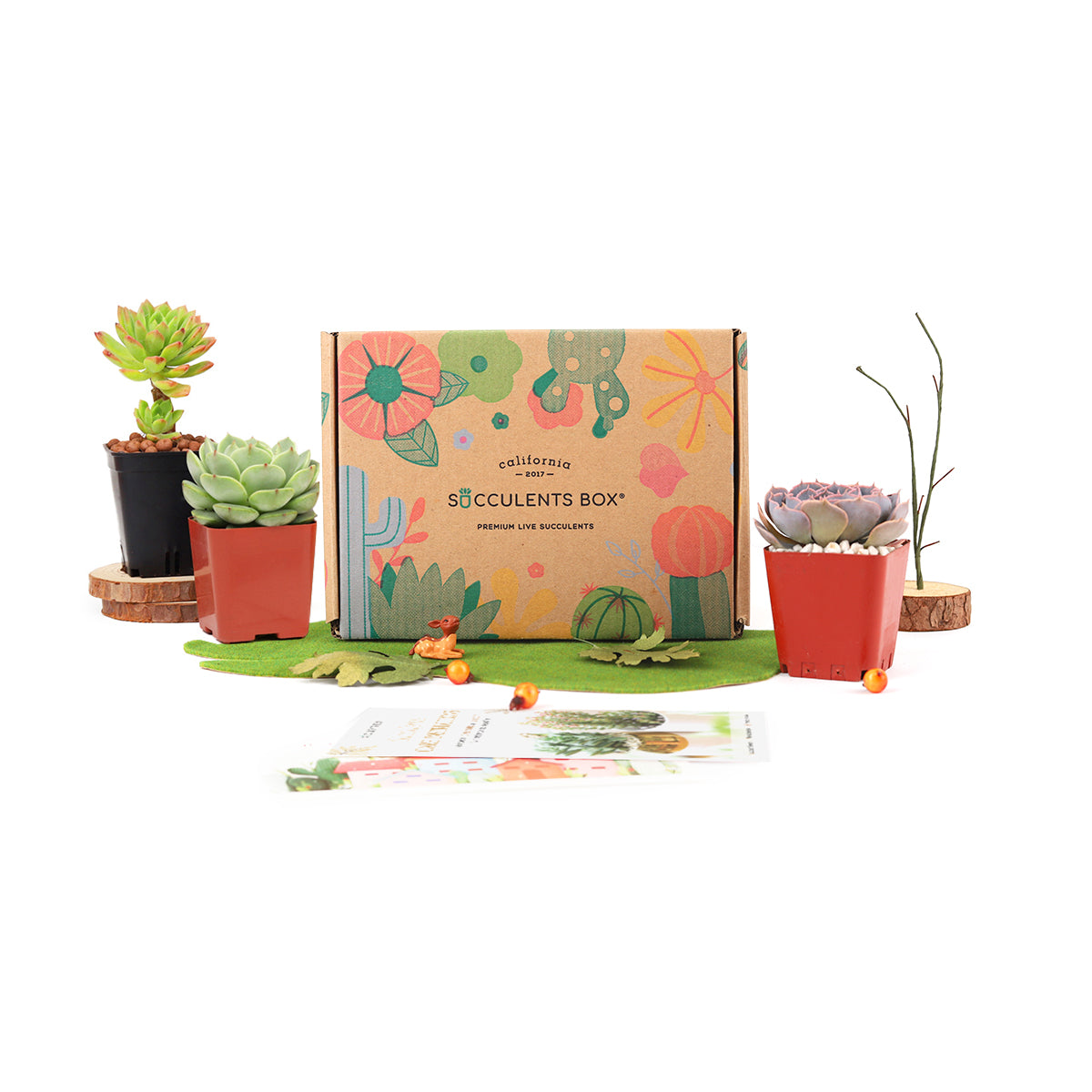 succulents box shipping Gift 3 succulent/ month