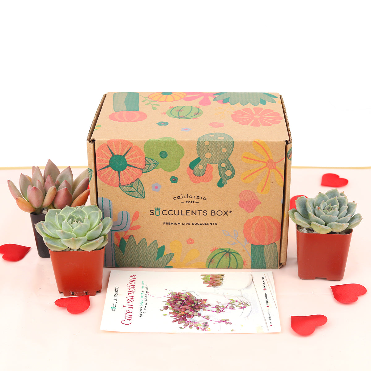 best succulent subscription box Live Succulent and Cactus Subscription Box Monthly | Succulent Gift Decor Ideas