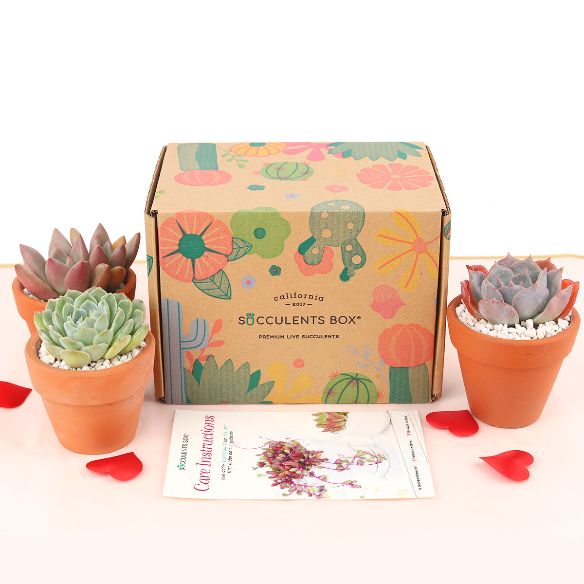 12 clay pots for plants 3 Succulents 3 Clay Pots/month