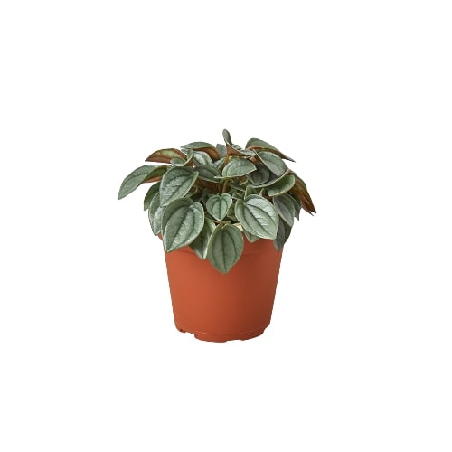 buy peperomia 'napoli nights' - 4" pot live houseplant 4 inch online, compact mounding form with dark green and silvery-grey ridged leaves, semi-succulent foliage texture, reddish-pink leaf undersides, slow growing and low maintenance, a sophisticated accent for shelves or desks, a thoughtful pet-friendly gift for plant lovers