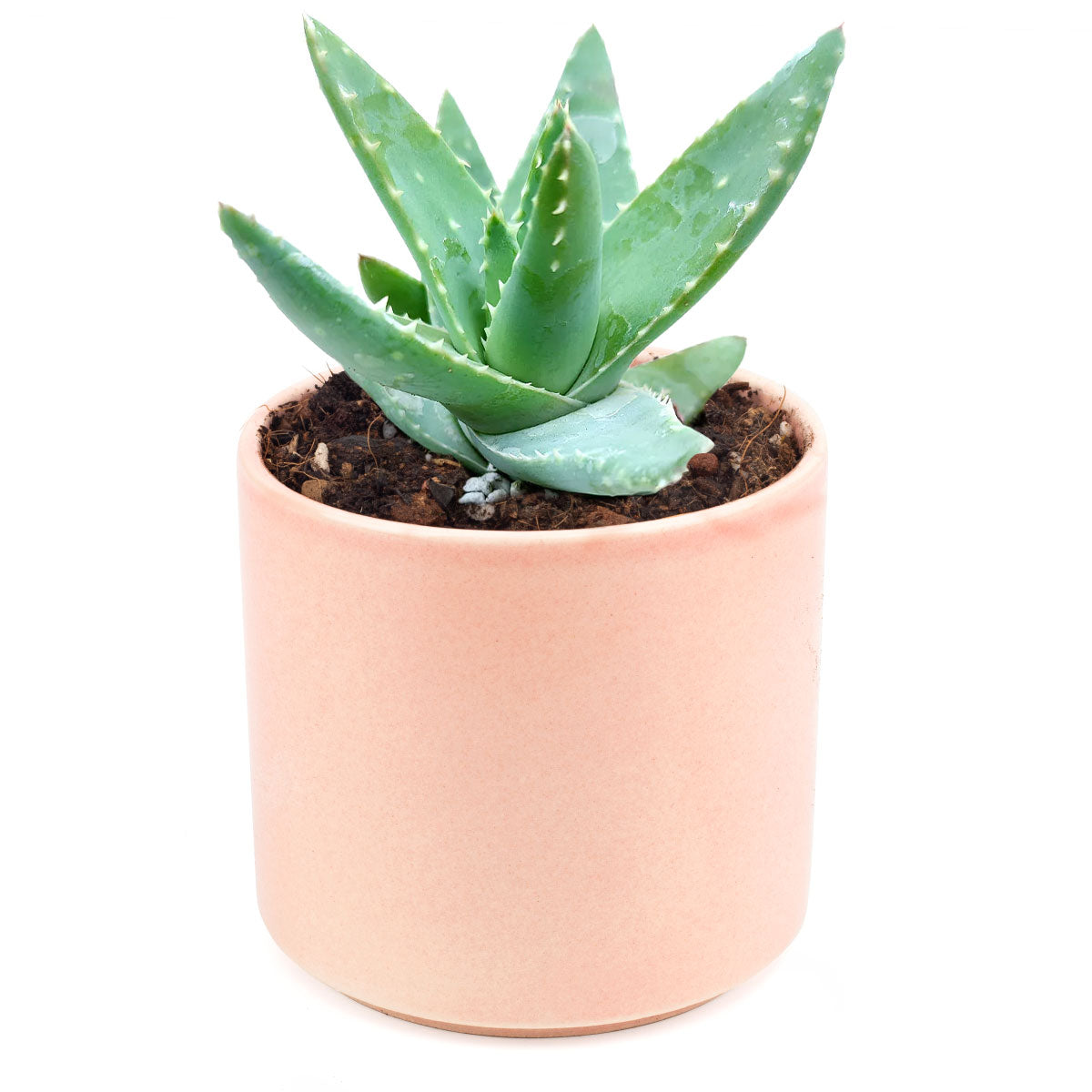 short aloe vera plant Buy Aloe Brevifolia (Short-leaved Aloe)