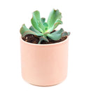  succulent care tips, Succulents shop near me, indoor succulents, succulent plant, succulents shop in California, succulent care, Echeveria Culibra Succulent in California, How to grow Echeveria Culibra Succulent, Succulents for thanksgiving, Thanksgiving succulents gift