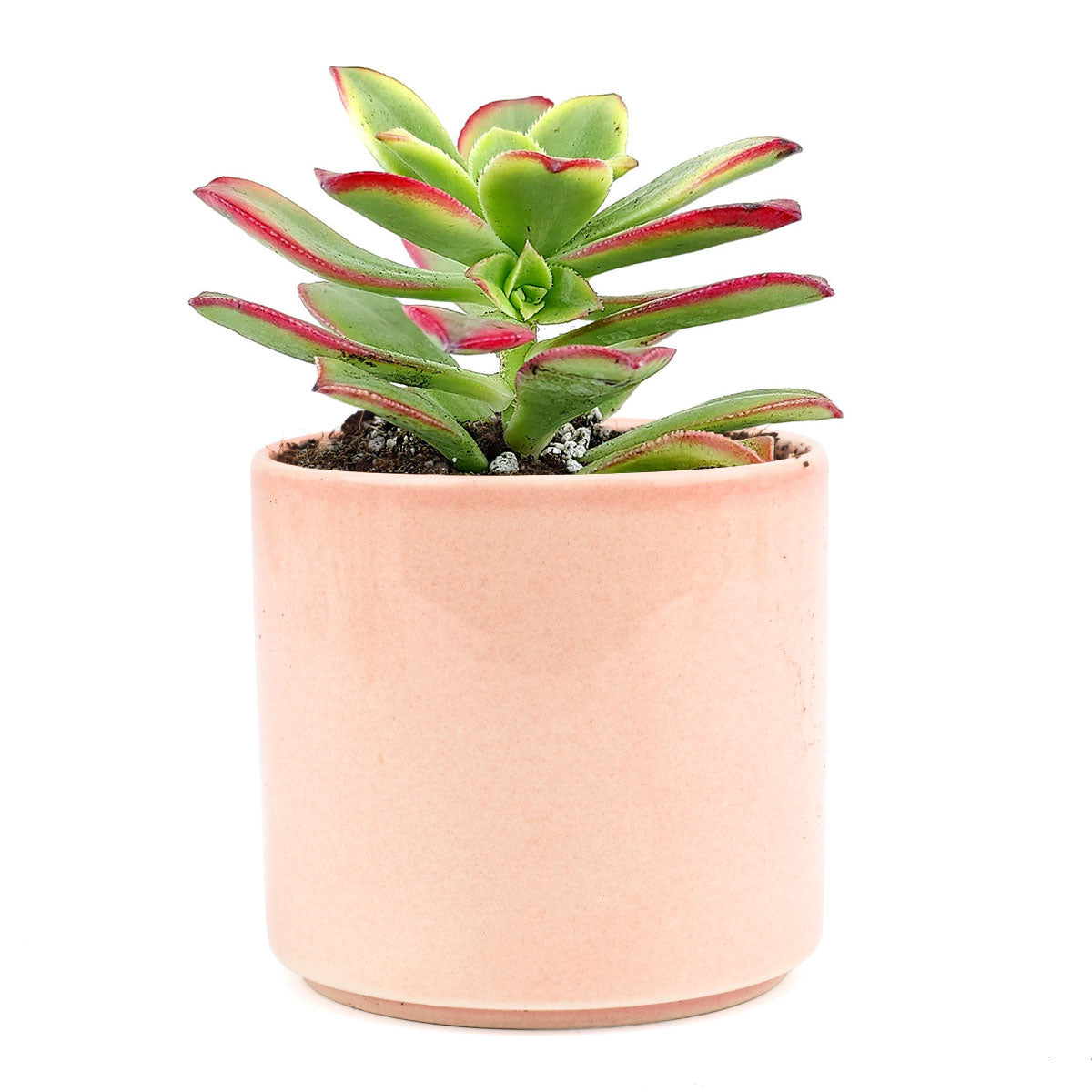amazonia succulent Aeonium Kiwi Rare Succulent Aeonium Haworthii Rosette Plant 2 inch / Bamboo Pot by Succulents Box