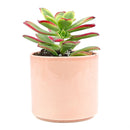 aoenium, aeonium arboreum, succulent plant, Succulents shop near me, succulent care guide, succulent care tips, succulent subscription, succulents garden, succulents store in CA, succulent care, aeonium arboreum in California, How to grow aeonium arboreum