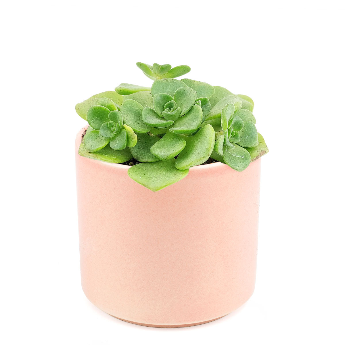 Aeonium Lily Pad, succulent plant, Succulents shop near me, how to grow succulents, monthly succulents, Succulents, succulent care guide, cactus, indoor succulents, Aeonium Lily Pad in California, How to grow Aeonium Lily Pad