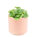 Aeonium Lily Pad, succulent plant, Succulents shop near me, how to grow succulents, monthly succulents, Succulents, succulent care guide, cactus, indoor succulents, Aeonium Lily Pad in California, How to grow Aeonium Lily Pad