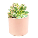 sunburst, aeonium sunburst for sale, succulents shop in California, Succulents shop near me, succulent subscription, how to grow succulents, succulent care guide, succulent care, succulents store in CA, monthly succulents, sunburst in California, How to grow sunburst, rose-shaped succulent plants