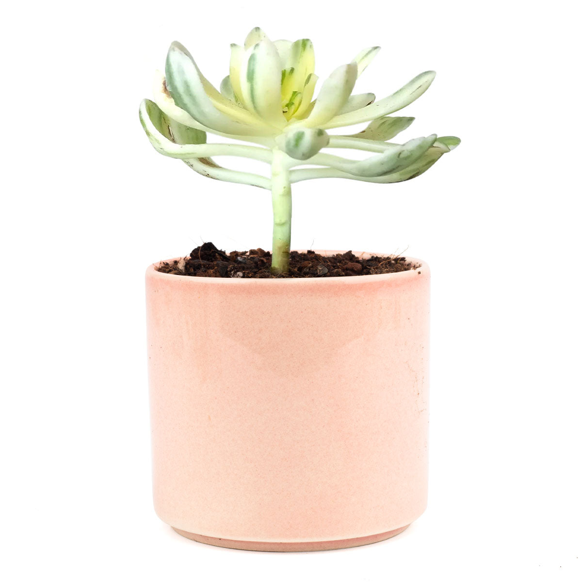 succulent for sale near me Aeonium Suncup for Sale