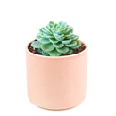 Lime Green Echeveria Succulent Plant, Rosettes Succulent, Thanksgiving succulents gift, Easter succulents idea, Growing succulents for thanksgiving, echeveria, echeveria succulent
