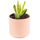Variegated aloe for sale, succulents shop in California, succulent care, how to grow succulents, succulents garden, Succulents shop near me, Rare succulents, cactus, succulent care tips
