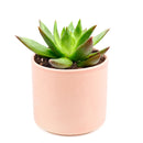Succulent Christmas Gift Ideas, Christmas Gift Ideas for Succulent Lovers, Holiday Succulent Planter, Holiday Decorating with Succulents, 4 inch echeveria agavoides christmas in terracotta clay pot as gift