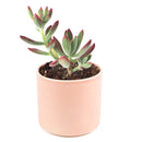 echeveria, echeveria succulent, echeveria types, succulent echeveria, buy succulents online, succulent shop, succulent store, echeveria plant, indoor succulents, echeveria succulent for sale