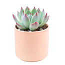 Pink Succulent, Echeveria for thanksgiving, How to care echeveria succulents for thanksgiving, echeveria, echeveria succulent, echeveria types, succulent echeveria, buy succulents online, succulent shop, succulent store, echeveria plant, indoor succulents, colorful succulent for sale