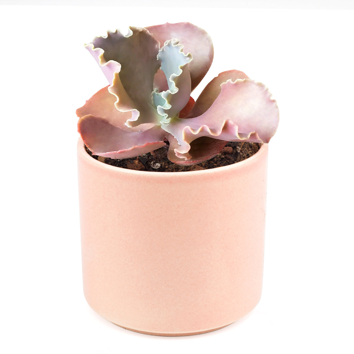 pink rose succulent garden Echeveria The Rose Purple Scallop Succulent