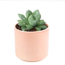 succulent care guide, succulents store in CA, succulents garden, succulent care tips, cactus, Rare succulents, Haworthia Cuspidata in California