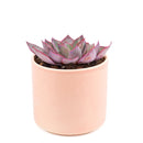 Echeveria Afterglow Pink Succulent for sale, Pink Rosette Shaped Succulent, Wedding Succulent Ideas, Succulent Gift Decor Ideas, How to grow Echeveria Afterglow Succulent, Echeveria Afterglow Succulent Care Guide, indoor succulents, echeveria, echeveria succulent, echeveria types, succulent echeveria, buy succulents online, succulent shop, succulent store, echeveria plant