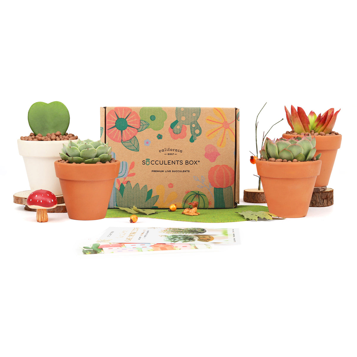 Subscription Box with Care Instruction, Succulent Subscription Box